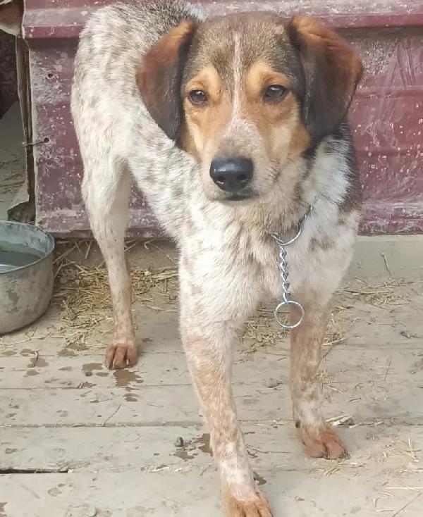 ELVIS, 4 ANNI, TAGLIA MEDIA PICCOLA (15 KG) Foto 3
